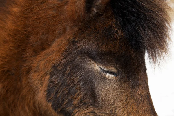 Gros plan du cheval brun d'Islande avec les yeux fermés — Photo