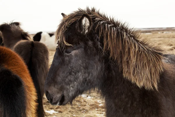 Портрет черного исландского пони с коричневой гривой — стоковое фото