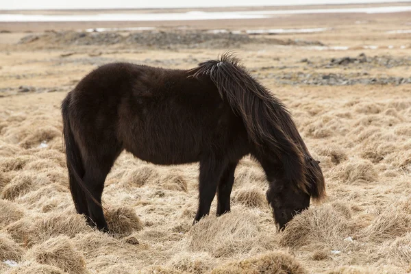 Ritratto di un giovane cavallo islandese nero — Foto Stock