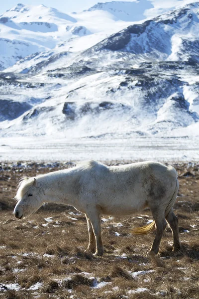 White Icelandic horse in front of snowy mountains — ストック写真