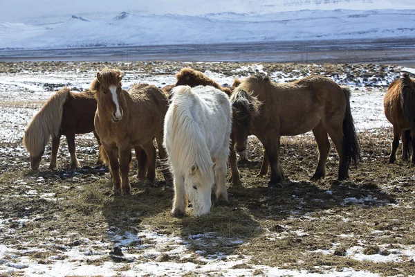 Herd of colorful Icelandic horses on a meadow — Stock Photo, Image