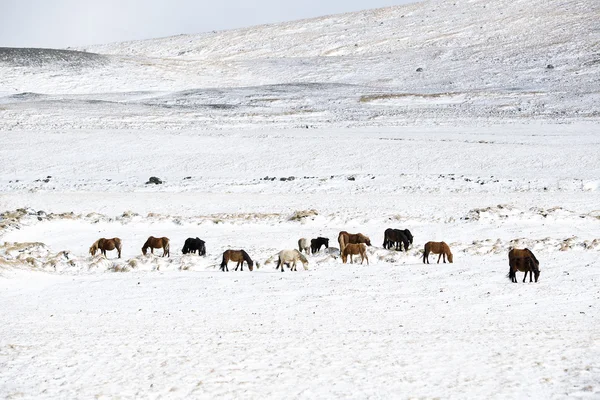 Herd of Icelandic horses in winter landscape — Stock Photo, Image