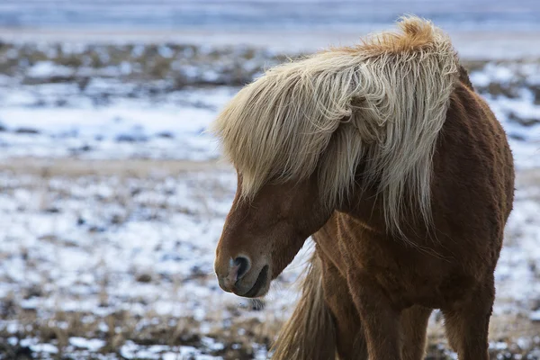 Cavalo islandês irritado em um prado no inverno — Fotografia de Stock
