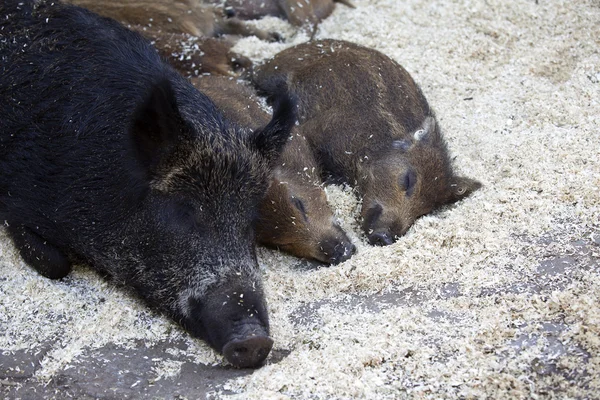 Mamma cinghiale con i suoi bambini — Foto Stock