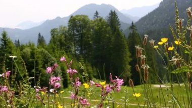 ön planda renkli çiçeklerle Bavyera Alpleri'nde dağ manzarası