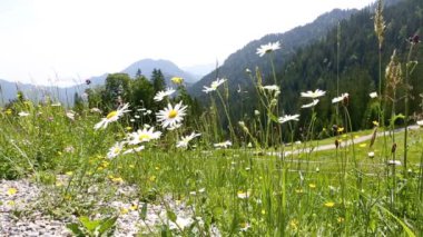 Dağ Manzaralı ön planda renkli çiçekli