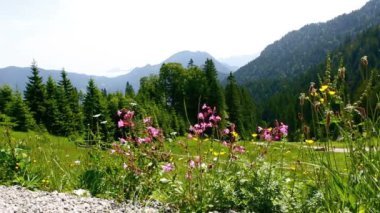 Dağ Manzaralı ön planda renkli çiçekli