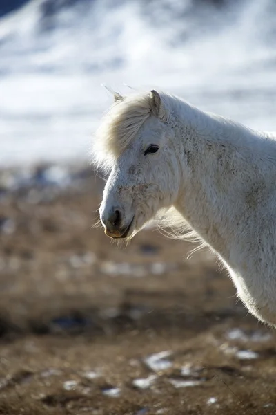Porträtt av en vit islandshäst i vinterlandskap — Stockfoto