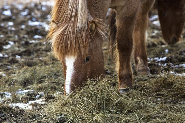 Brown Icelandic horse eats grass — Stock Photo, Image