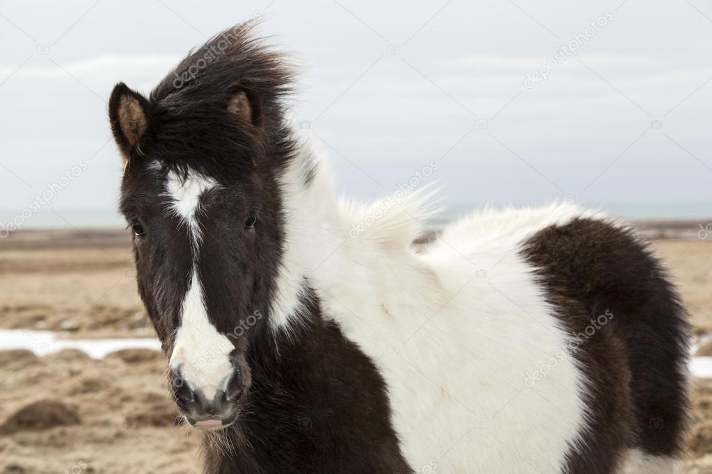 Portrait of a black and white Icelandic horse 