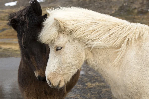 Two Icelandic horses — Stock Photo, Image