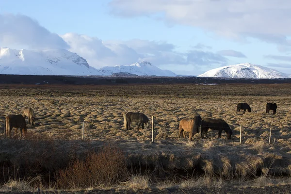 夜の光の草原にアイスランドの馬の群れ — ストック写真