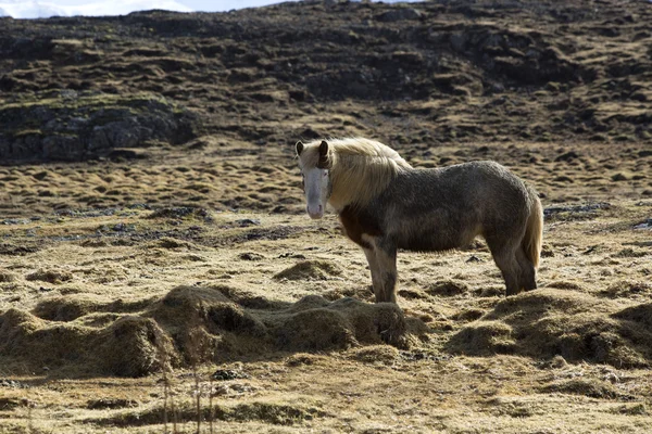 Retrato de un caballo islandés en un prado — Foto de Stock