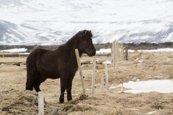 Портрет молодого черного исландского коня — стоковое фото