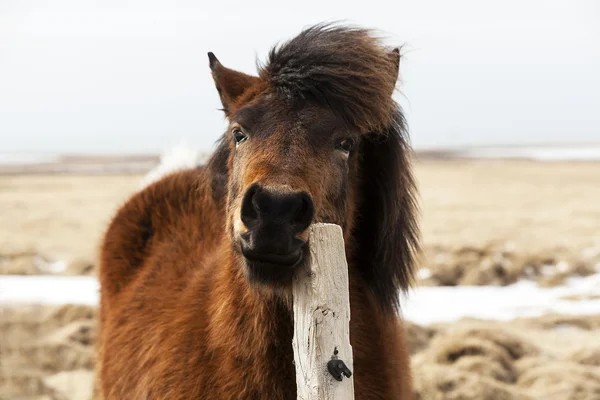 Cavallo islandese marrone graffia sulla recinzione — Foto Stock