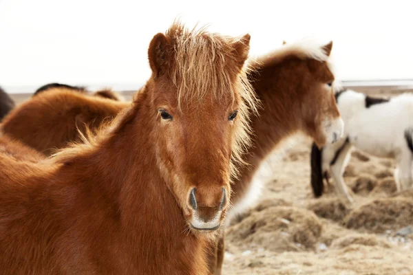 Portrait of an Icelandic pony with a brown mane — Stock Photo, Image