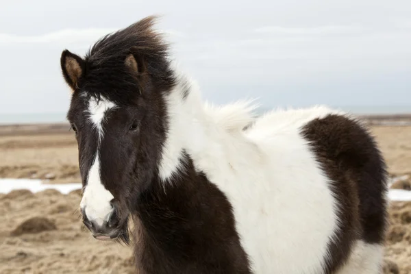 Портрет черно-белой исландской лошади — стоковое фото