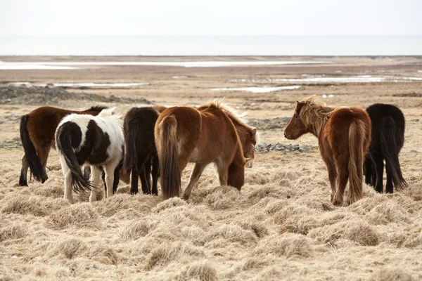 Mandria di cavalli islandesi — Foto Stock