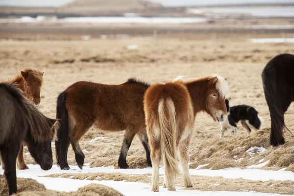 Icelandic horses on a meadow — Stock Photo, Image