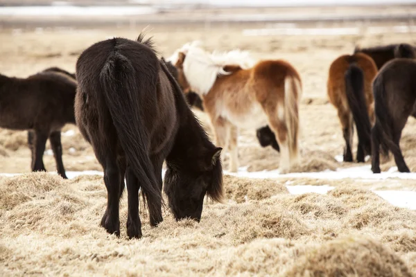 Herd of Icelandic ponies on a meadow in spring — Stock Photo, Image