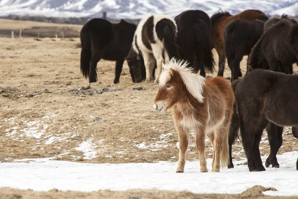 Herd of colorful Icelandic horses on a meadow — Stock Photo, Image