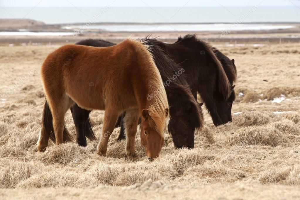 Herd of brown Icelandic horses on a meadow