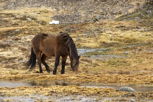 Cavallo selvatico islandese in primavera — Foto Stock