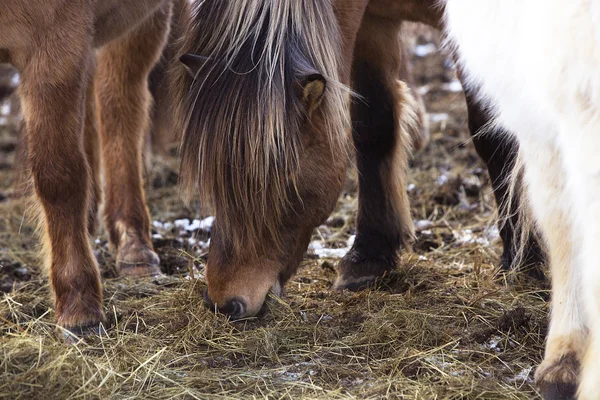 Brown Icelandic horse eats grass — Stock Photo, Image