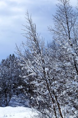 karla kaplı ağaçlar
