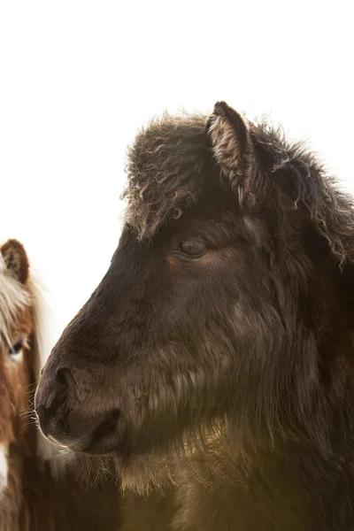 Portrait of a young Icelandic foal with curly mane — Stock Photo, Image