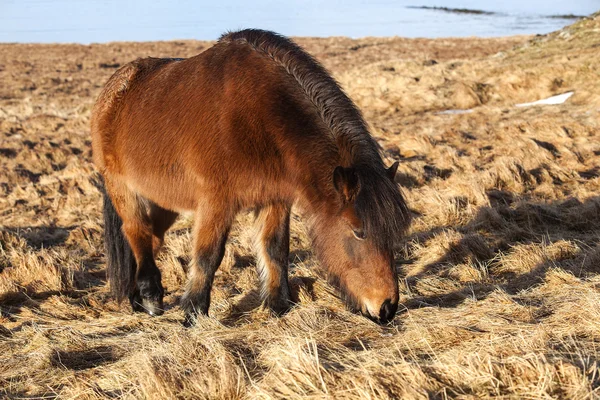 Bir çayır üzerinde kahverengi İzlanda midilli — Stok fotoğraf