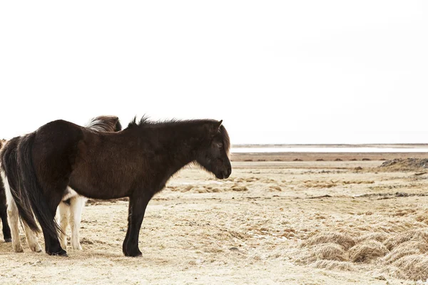 Portrait of a black Icelandic pony — Stock Photo, Image