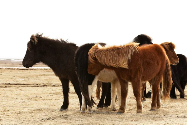 Herd of Icelandic ponies — Stock Photo, Image