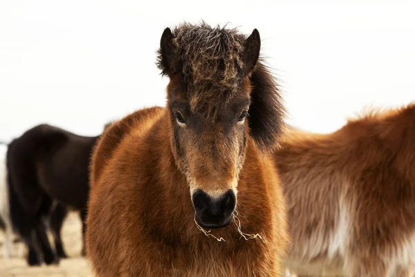 Porträt eines isländischen Ponys mit brauner Mähne — Stockfoto