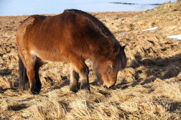 Pony ghiacciato marrone su un prato — Foto Stock