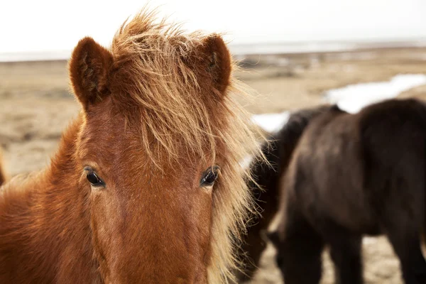 Gros plan d'un poney islandais brun — Photo