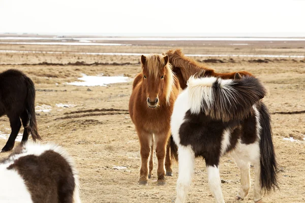 Troupeau de poneys islandais — Photo