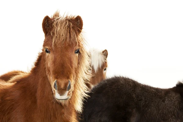 Portrait d'un poney islandais avec une crinière brune — Photo