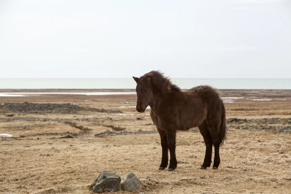 Retrato de um jovem cavalo islandês preto — Fotografia de Stock