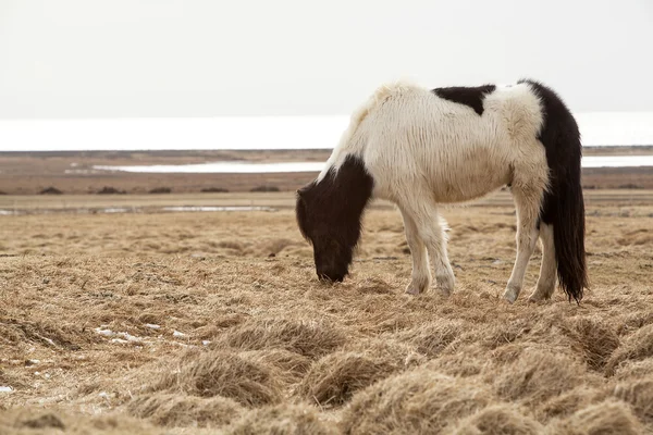 Ritratto di cavallo islandese bianco e nero — Foto Stock
