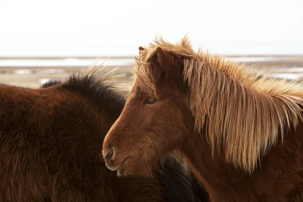 Brown Icelandic horse on a meadow — Stock Photo, Image