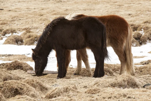Two Icelandic horses on a meadow in spring — Stock Photo, Image