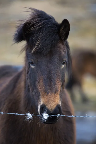 Portrait of an Icelandic horse on a meadow — Stock Photo, Image