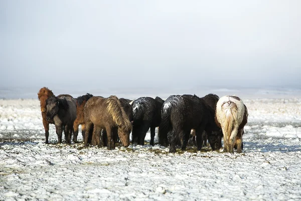 Herd of Icelandic horses after snow storm — Stock Photo, Image