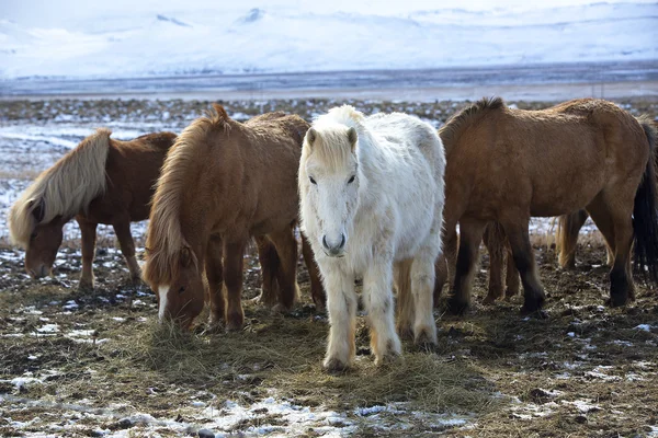 牧草地にカラフルなアイスランドの馬の群れ — ストック写真