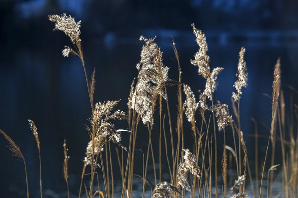 Golden reeds at a lake — Stock Photo, Image