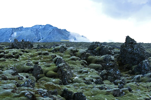 Resistant moss on volcanic rocks in Iceland — Stock Photo, Image