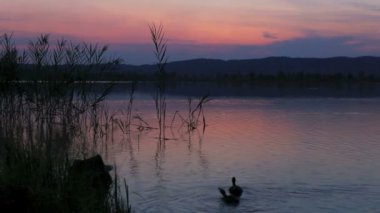 Günbatımında bir gölde yüzmeye ördekler
