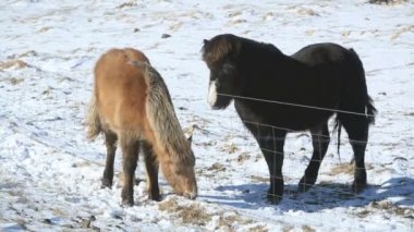 bir çayır üzerinde iki İzlandalı atlar
