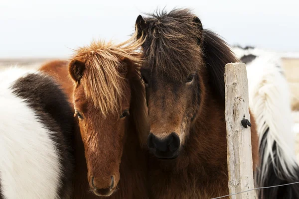 Herde isländischer Ponys — Stockfoto